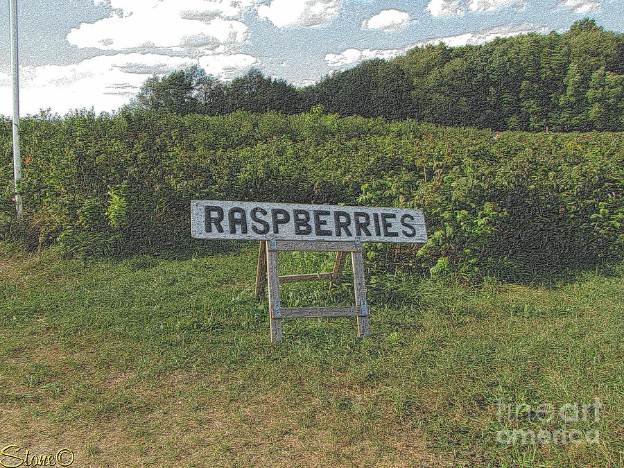 Raspberry Fields Three Photograph by September Stone