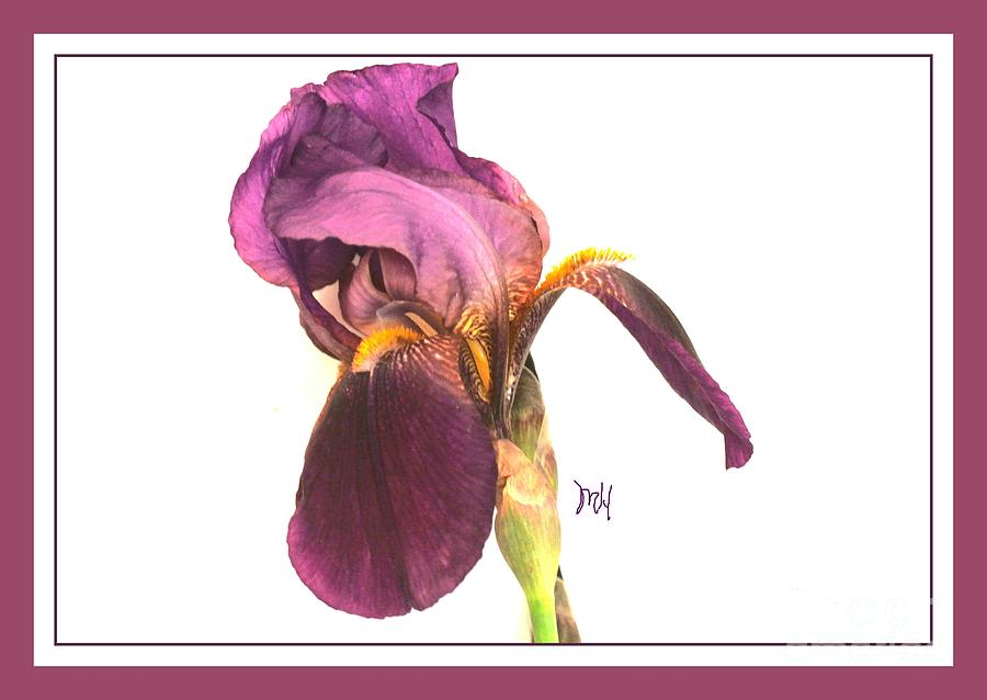 Raspberry Iris Photograph by Marsha Heiken
