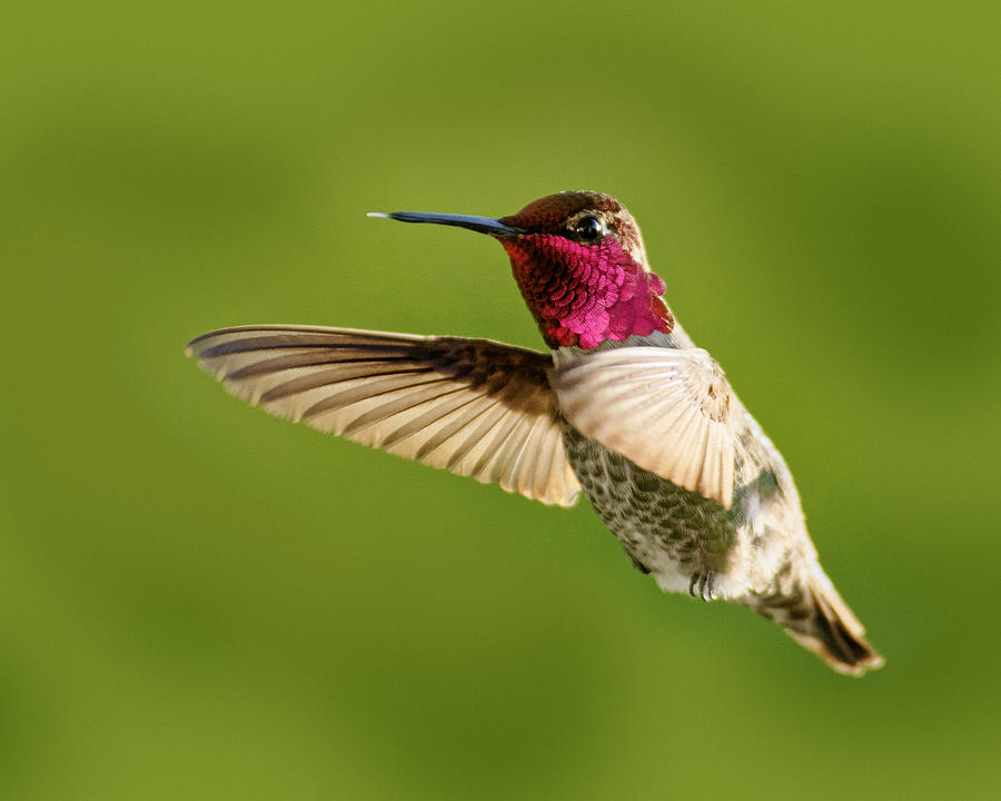 Raspberry -- Annas Hummingbird in Templeton, California Photograph by Darin Volpe