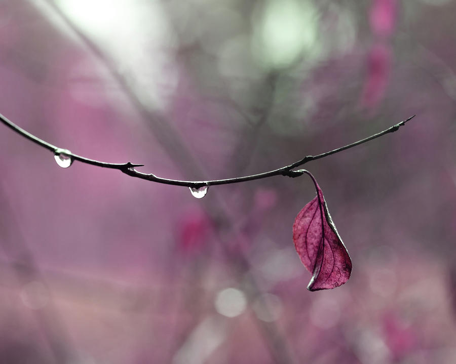 Raspberry Pink Leaf and Raindrops Photograph by Brooke T Ryan