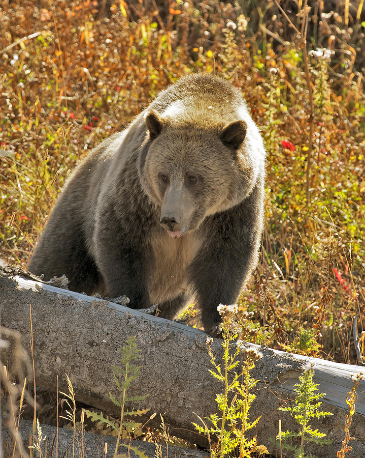 Yellowstone National Park Photograph - Raspberry searching for lunch by Gary Langley