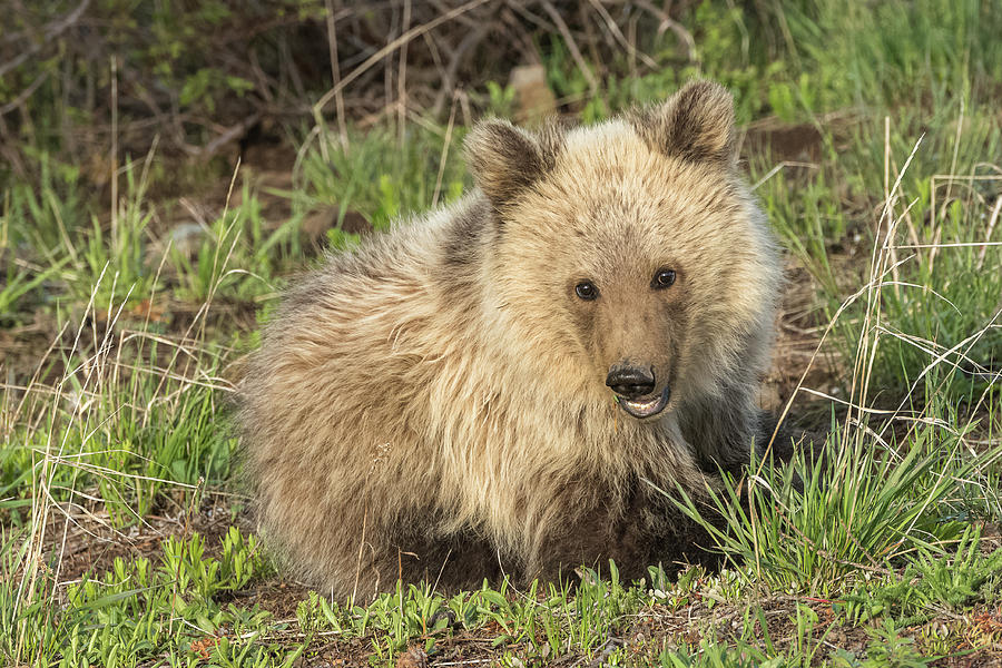 Raspberrys Yearling Cub Snow Photograph by Yeates Photography