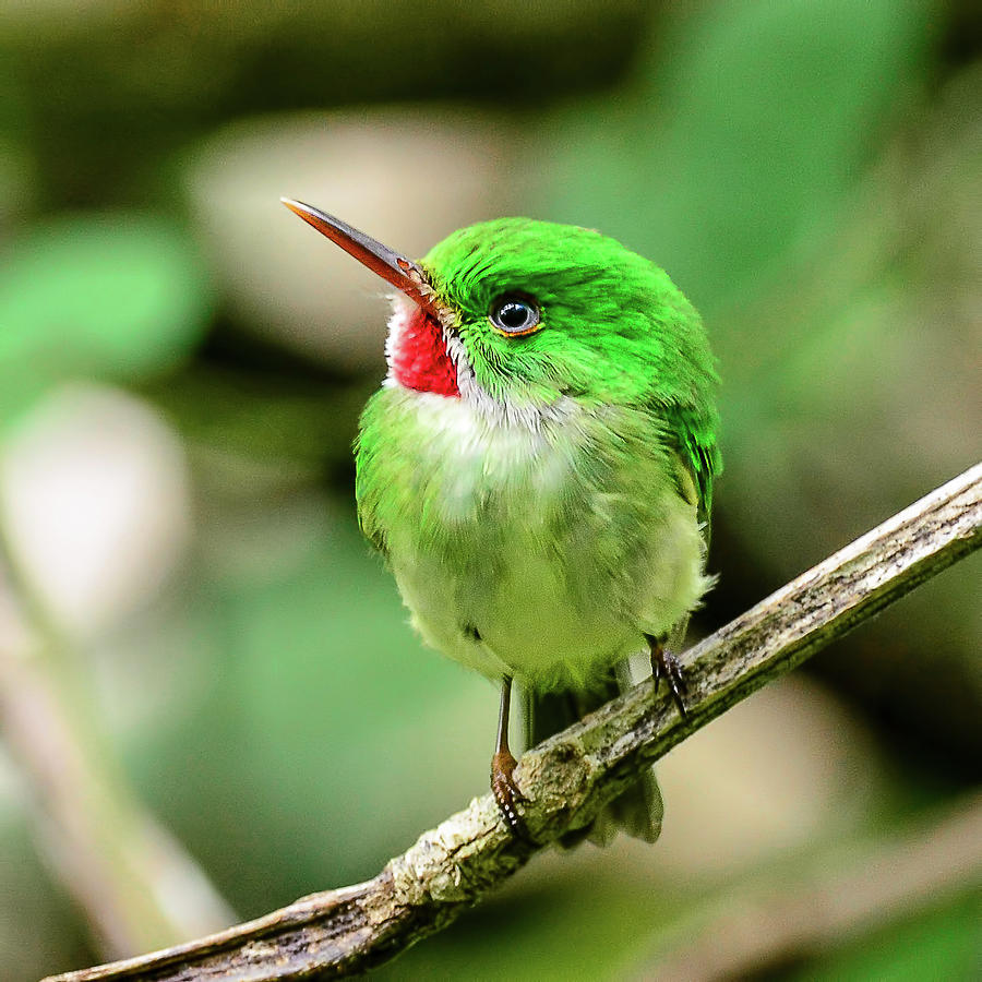 Rasta Bird Photograph by Morris Finkelstein