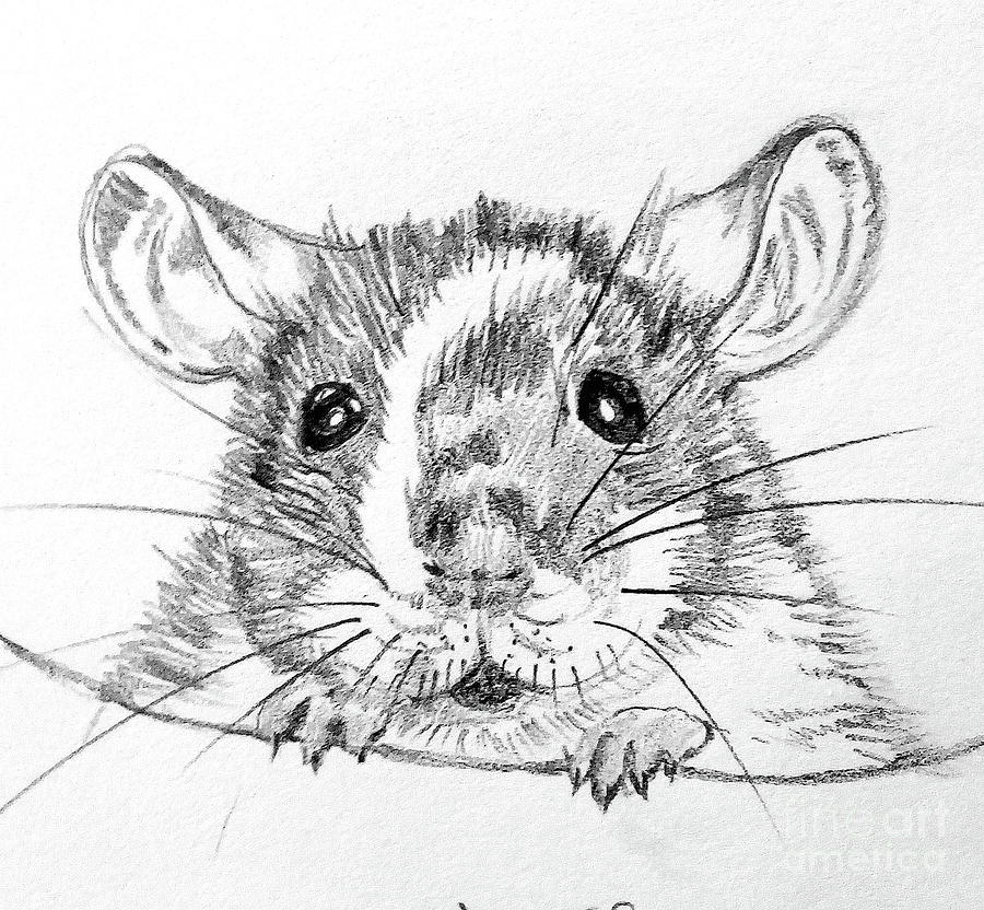 Rat Sketch - Tattoo inspiration - Drawings & Illustration, Animals, Birds,  & Fish, Mouse & Rodent - ArtPal