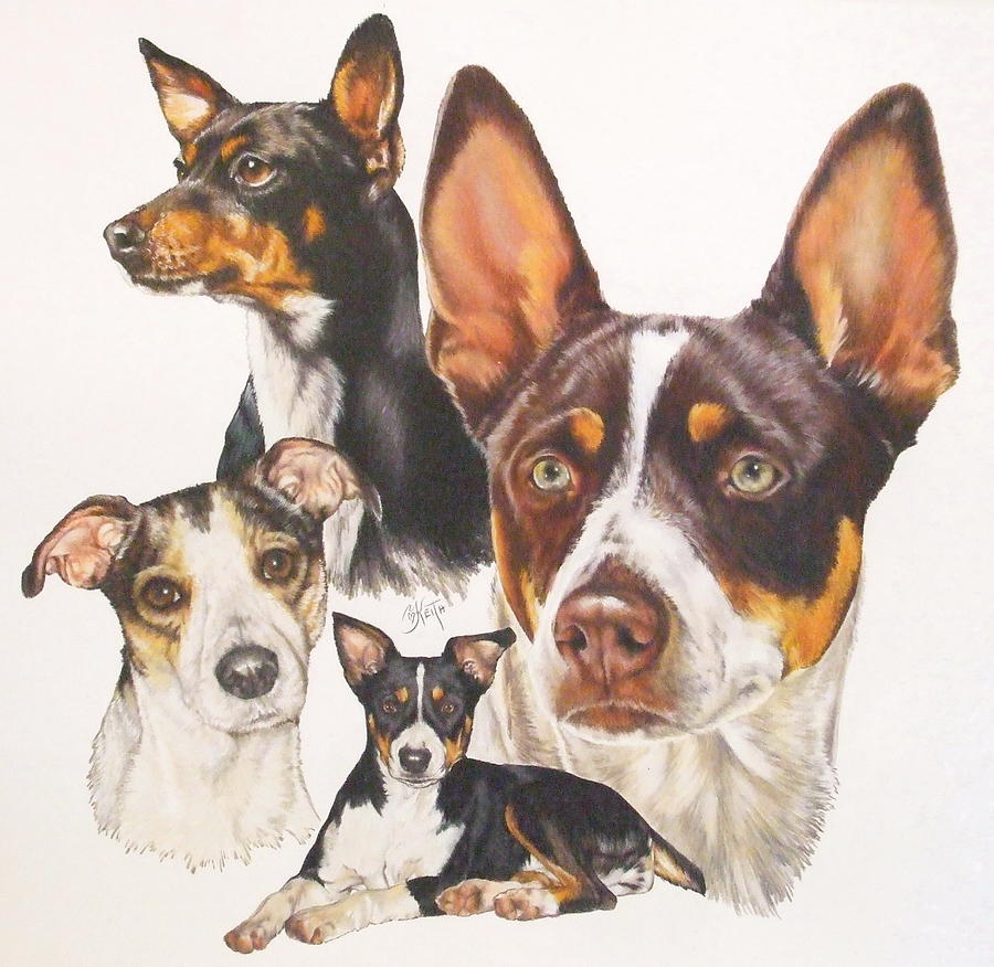 Rat Terrier Montage Mixed Media by Barbara Keith