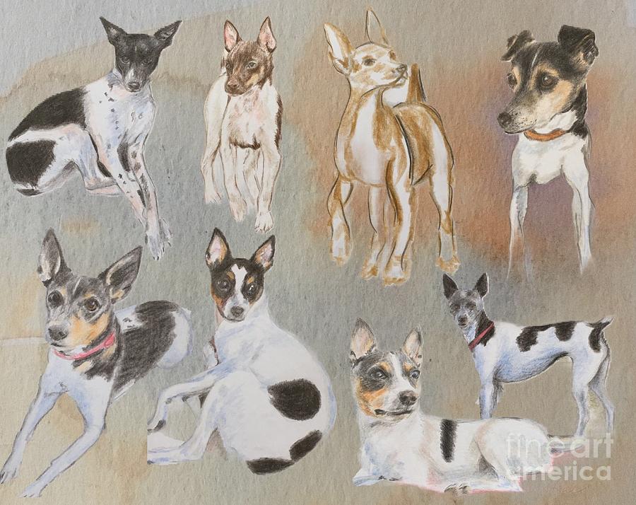 Rat Terriers Drawing - Rat terriers by Amanda Hall