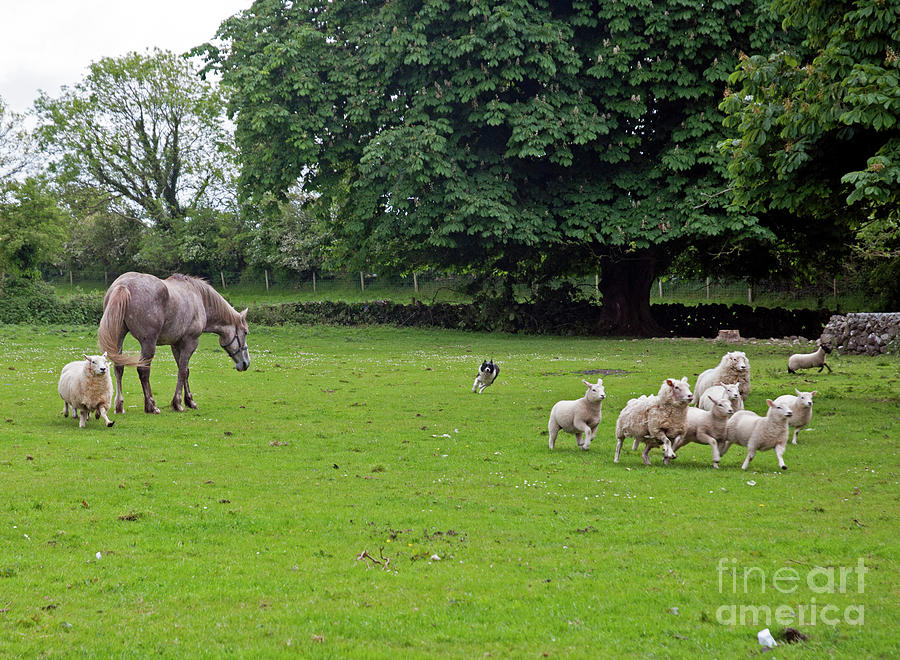 Rounding up the sheep by Cindy Murphy Rounding up the sheep by Cindy Murphy