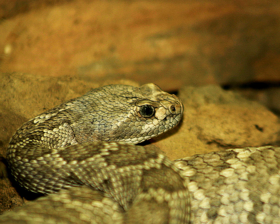 Rattle Snake 1 Photograph by Anthony Jones