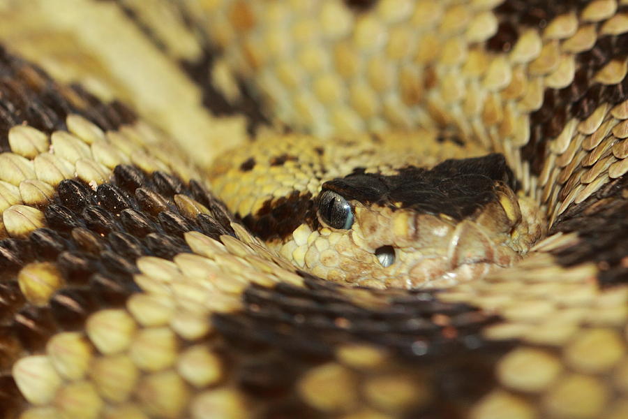Rattle Snake Coil Photograph by Paul Slebodnick Fine Art America