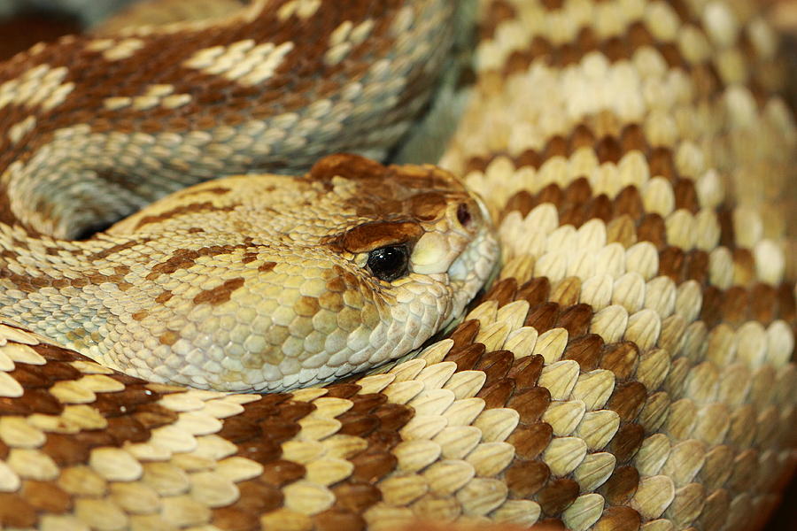 Rattle Snake Scales Photograph by Paul Slebodnick - Fine Art America