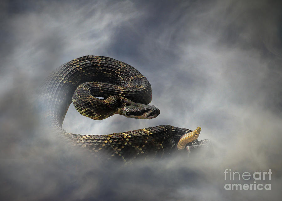 Snake Photograph - Rattle Snake by Stephanie Laird