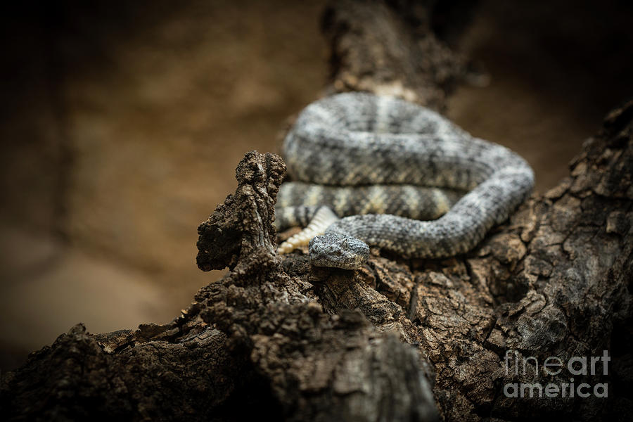 Rattlesnake 2 Photograph
