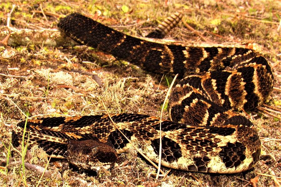 Rattlesnake 3 Photograph by Joshua Bales