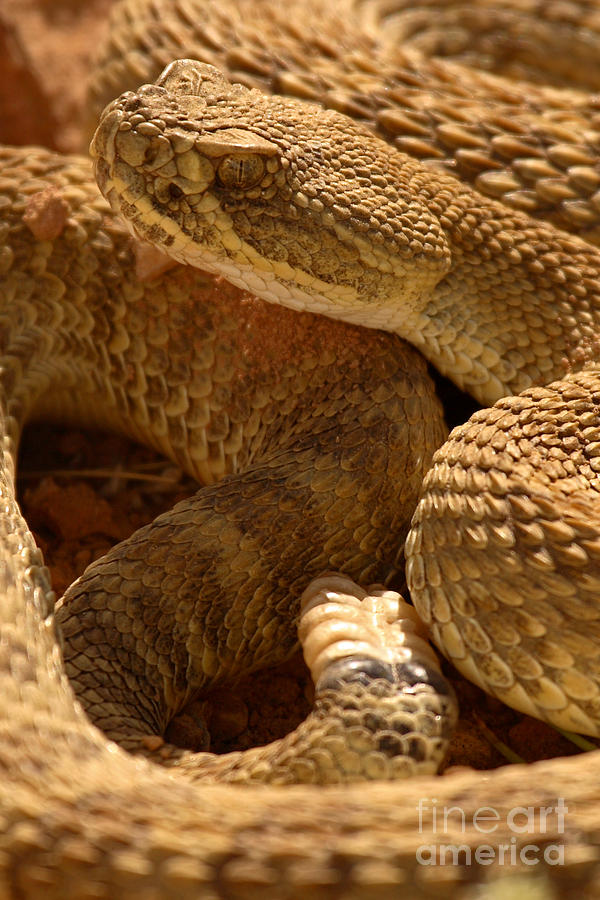 Snake Photograph - Rattlesnake And Rattle by Max Allen