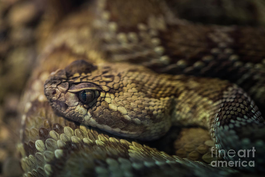 Rattlesnake Photograph