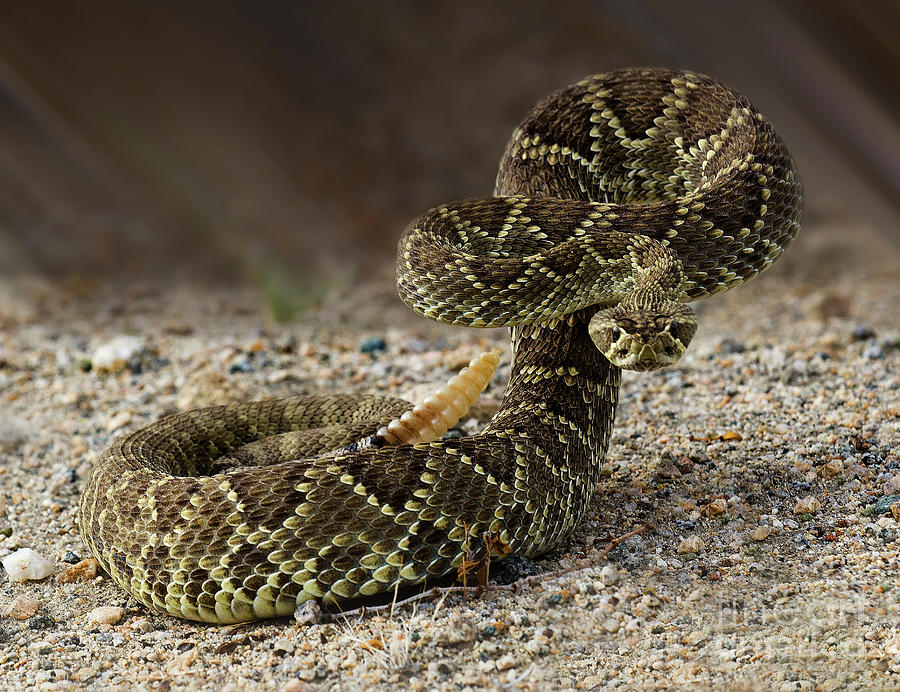 Snake Photograph - Mohave Green Rattlesnake Striking Position 2 by Bob Christopher