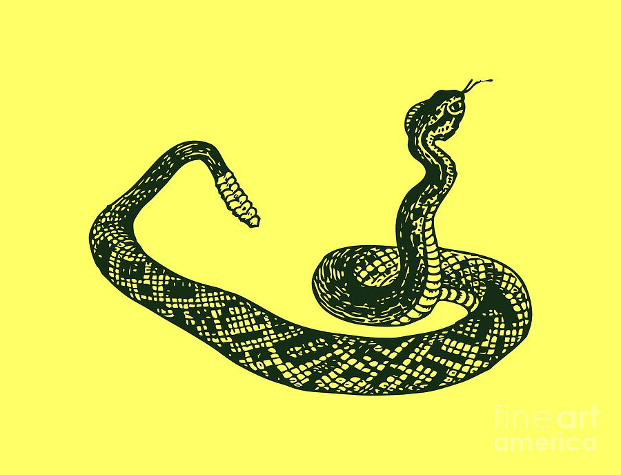 Rattlesnake Digital Art by Frederick Holiday - Fine Art America