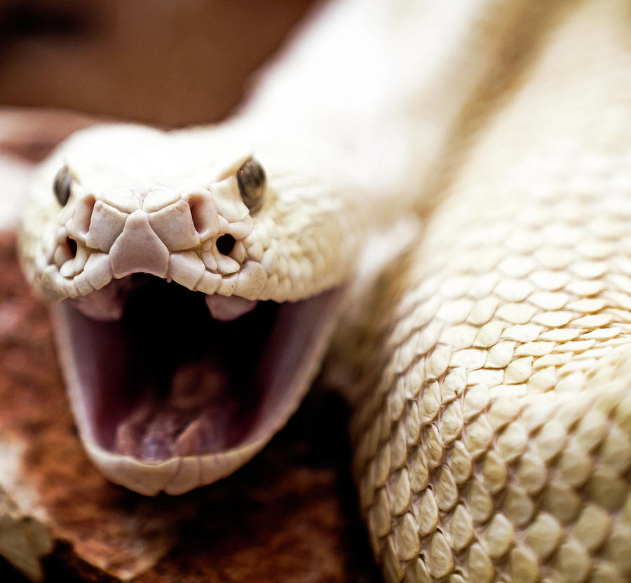 Rattlesnake Photograph by D Plinth