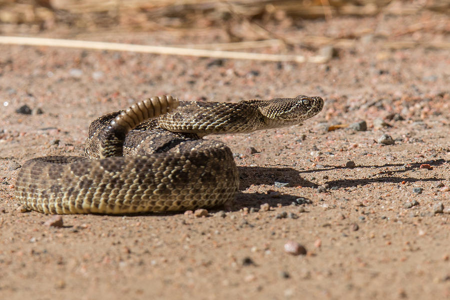 Rattlesnake Prepares to Strike Photograph by Tony Hake | Fine Art America