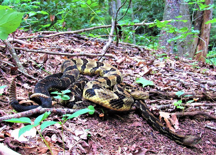 Rattlesnake Rendezvous Photograph by Joshua Bales