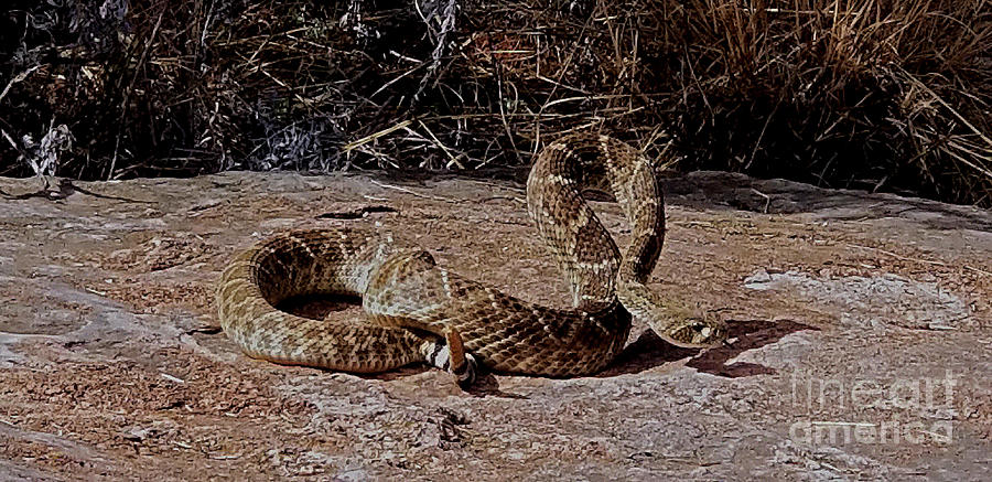 Rattlesnake Roundup Photograph by Deb Arndt
