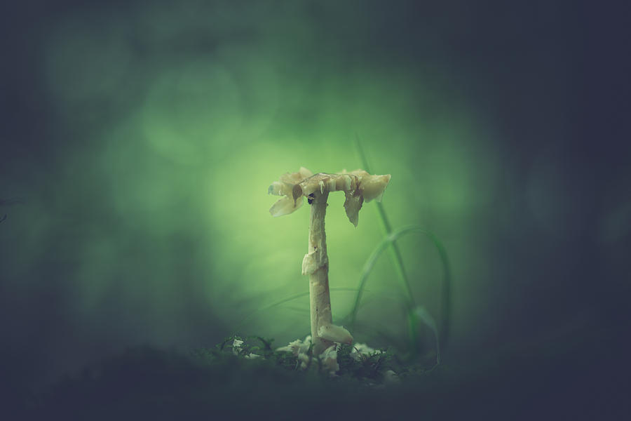 Mushroom Photograph - Ravaged Shroom In The Land Of Small by Shane Holsclaw