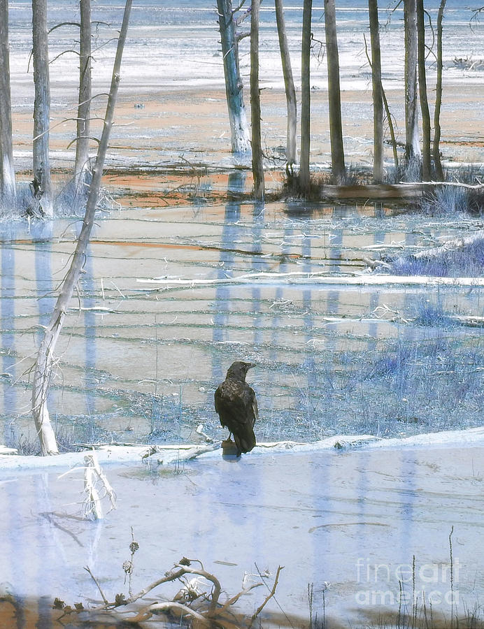 Raven About The Yellowstone Digital Art by Ann Johndro-Collins