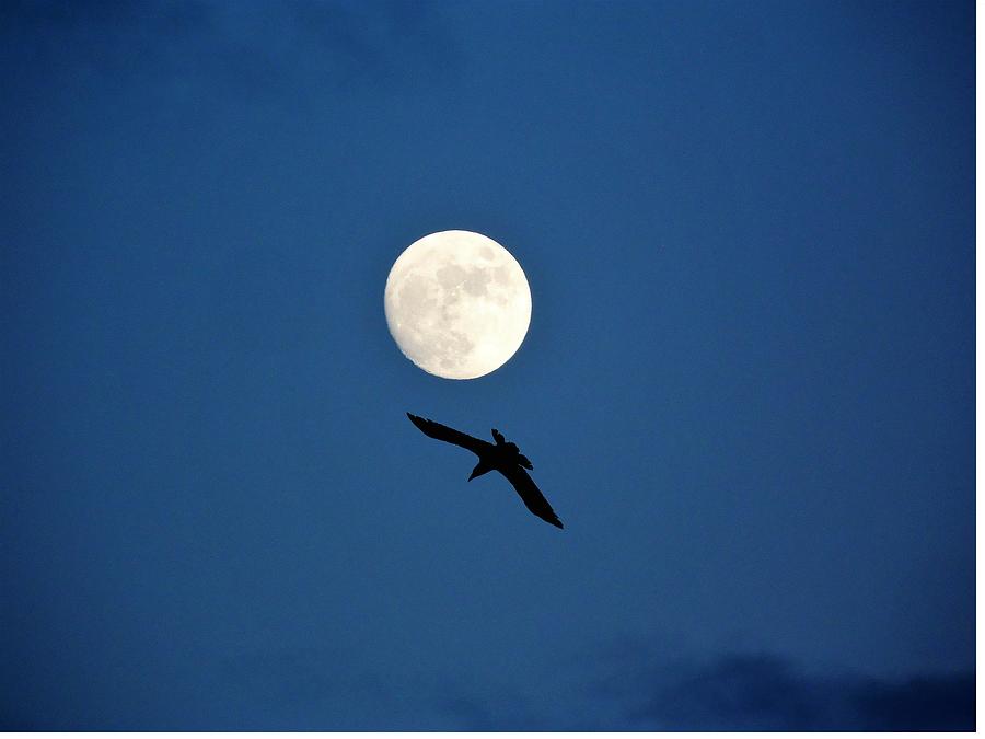 Raven Photograph - Raven and Christmas Moon by Deborah Moen