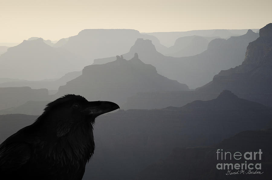 Nature Photograph - Raven and Grand Canyon by David Gordon