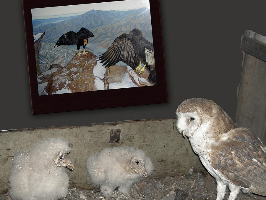 Digital Collage Digital Art - Condors And Owl Nest by Lea Cox Digital Collage Digital Art - Condors And Owl Nest by Lea Cox
