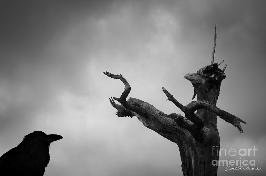 Raven and Shamanic Tree  Photograph by David Gordon