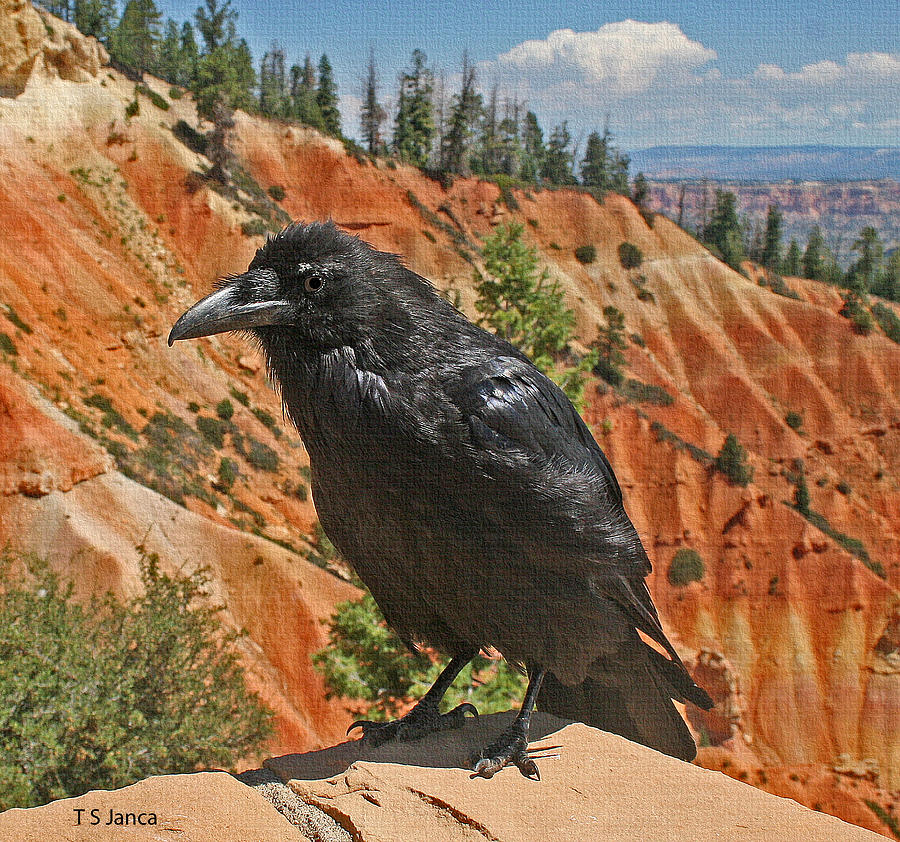 Raven At Bryce Canyon Utah Photograph by Tom Janca