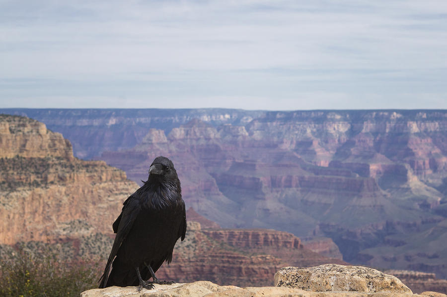 Raven at the Grand Canyon Photograph by Stephanie McDowell - Fine Art ...