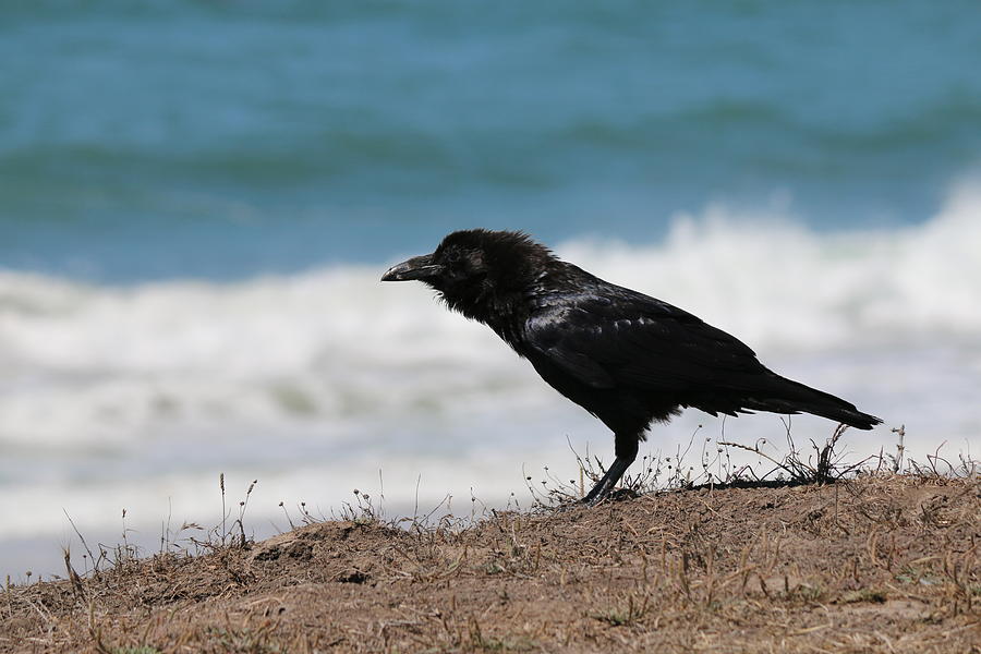 Raven at the Ocean Photograph by Christy Pooschke