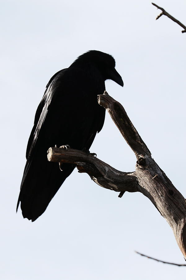 Raven at Yosemite Photograph by Steven A Bash
