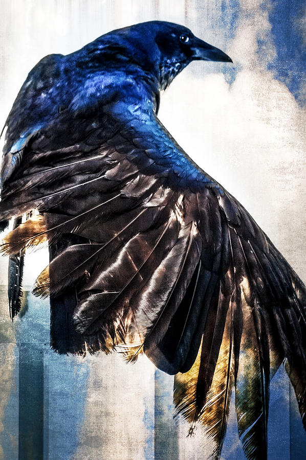 Bird Photograph - Raven Attitude by Carolyn Marshall