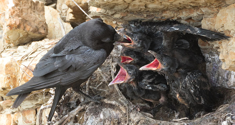 Raven Babies Breakfast Photograph by Kathleen Bishop