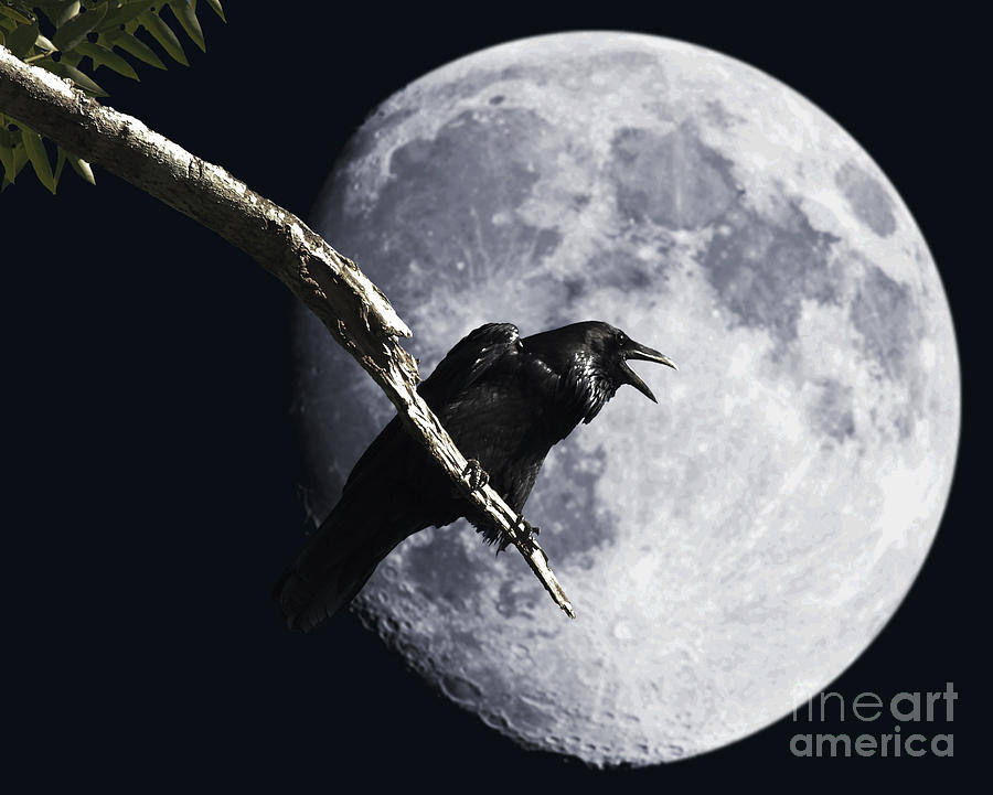 Wingsdomain Photograph - Raven Barking at the Moon by Wingsdomain Art and Photography