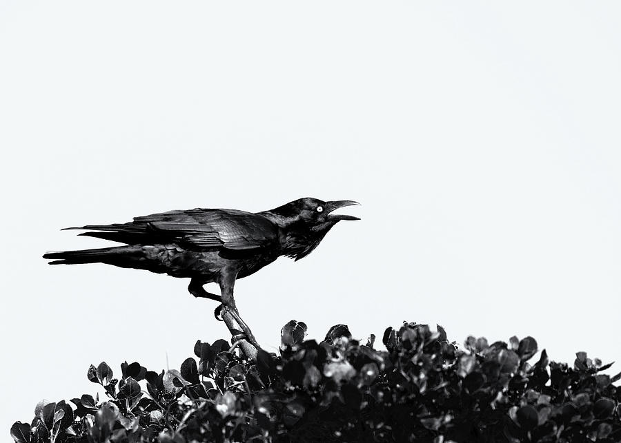Raven Black Photograph by Nicholas Blackwell