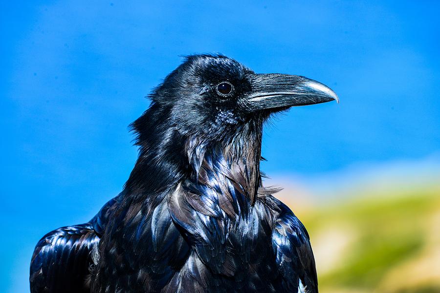 Raven by Yellowstone Lake Photograph by Marilyn Burton