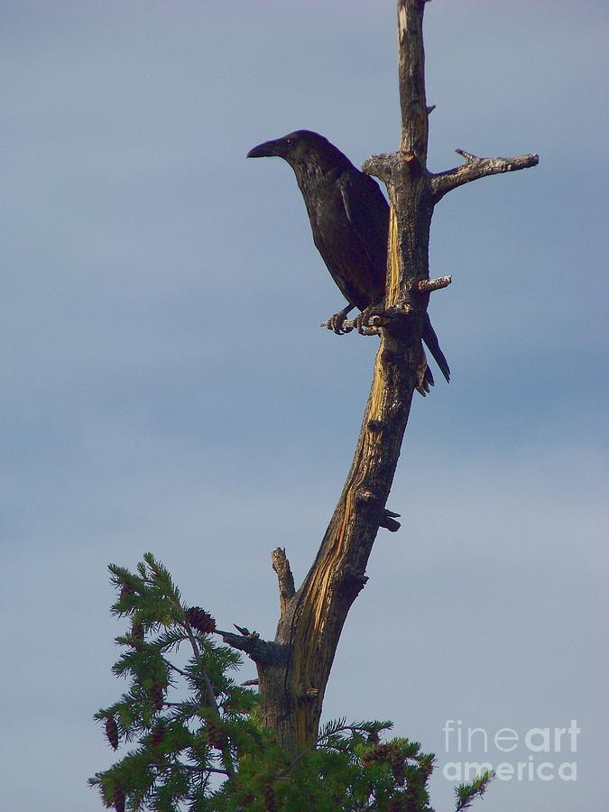 Raven Photograph by Charles Robinson