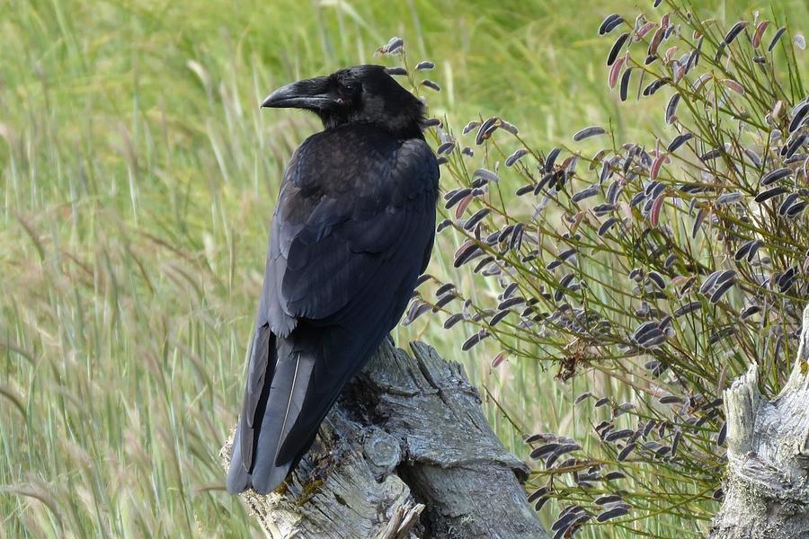 Raven Photograph By Cheryl Trudell Fine Art America