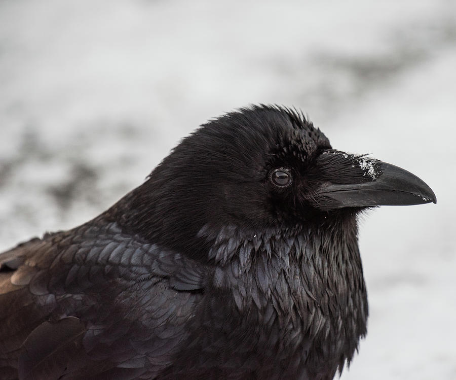 Raven Photograph by David Kirby