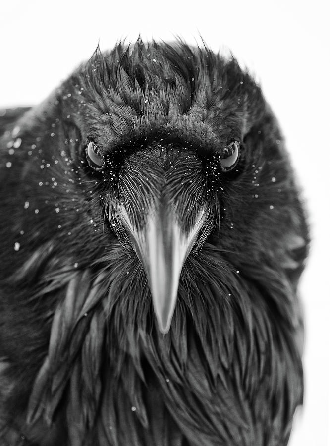 Raven Detail Photograph by Max Waugh