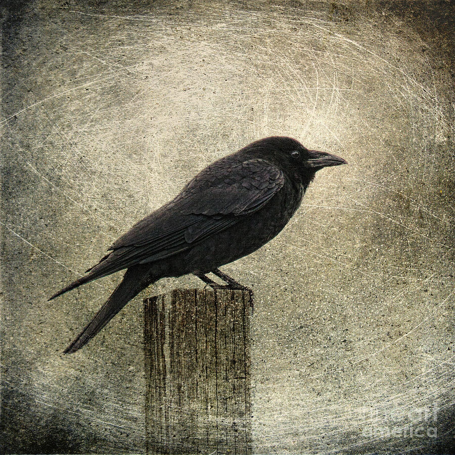 Raven Photograph - Raven by Elena Nosyreva