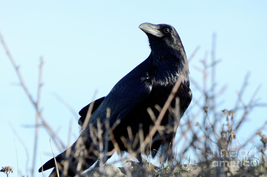 Raven Photograph by Erica Freeman