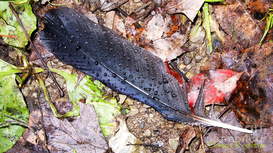 Raven Feather and Raindrops Photograph by Thomas R Fletcher
