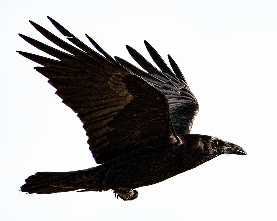 Raven Fight Photograph by Lisa Manifold