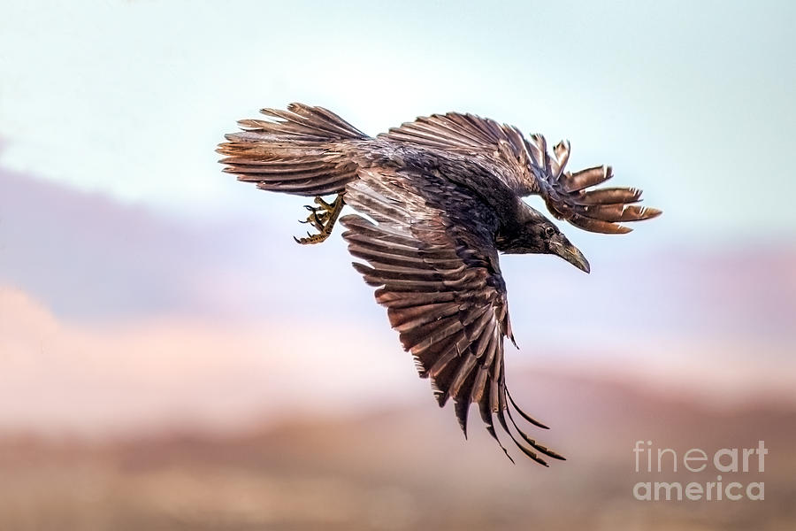 Raven Flight Photograph by Lisa Manifold