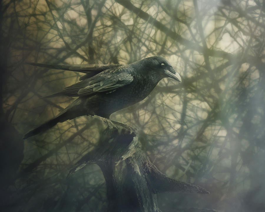 Raven Forest Digital Art by Sue Capuano